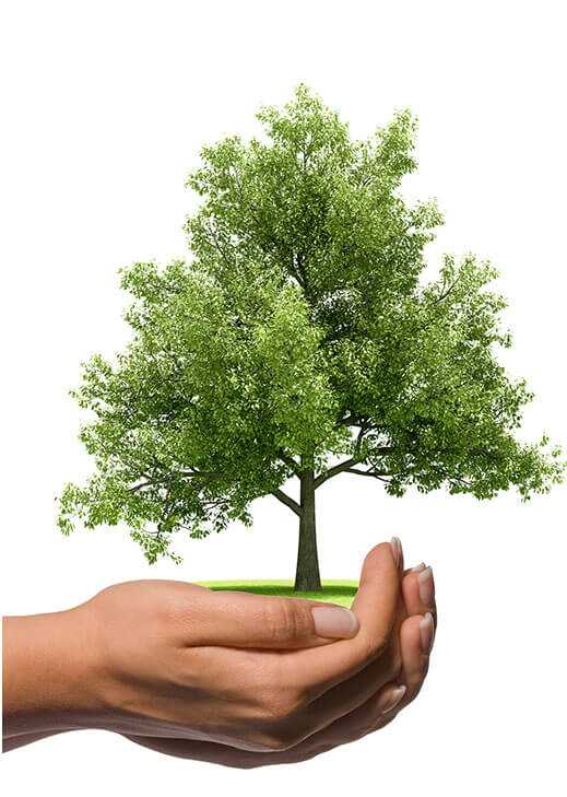 Hände halten einen jungen Baum